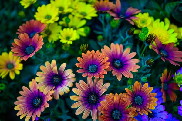 Schöne Blumen Garten — Stockfoto