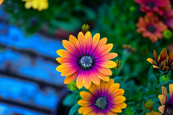 Belles Fleurs Dans Jardin — Photo