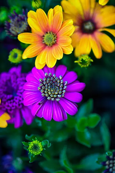 Красивые Цветы Саду — стоковое фото