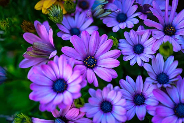 Schöne Blumen Garten — Stockfoto