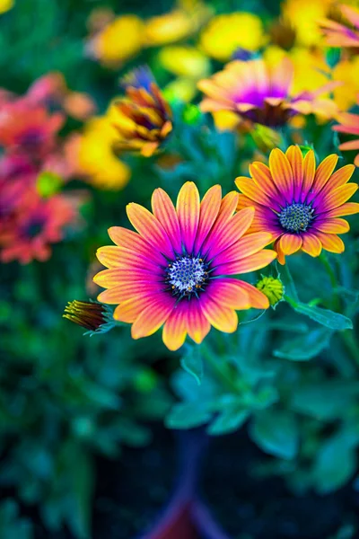 Όμορφα Λουλούδια Στον Κήπο — Φωτογραφία Αρχείου