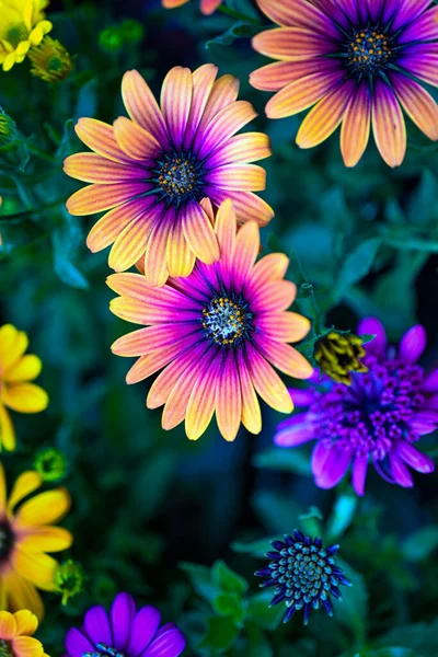 Vackra Blommor Trädgården — Stockfoto