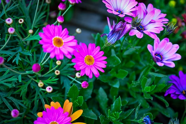 Belles Fleurs Dans Jardin — Photo