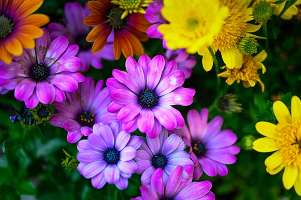 Vackra Blommor Trädgården Royaltyfria Stockbilder