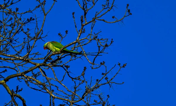 Крупним Планом Знімок Птаха Гілці Дерева Блакитному Небі — стокове фото