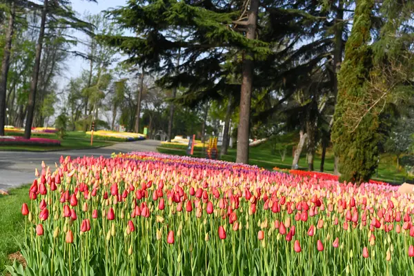 Orangefarbene Blumen Natur Desktop Erstaunliche Blumen — Stockfoto