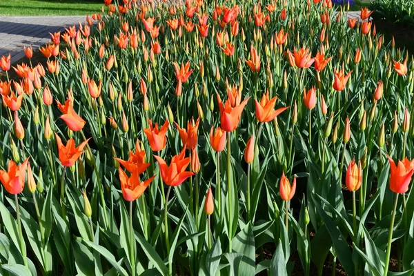 Orange Flowers Nature Desktop Amazing Flowers — Photo