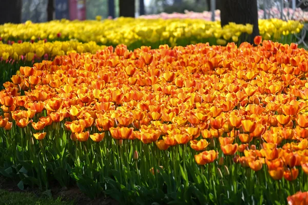 Belas Tulipas Jardim — Fotografia de Stock