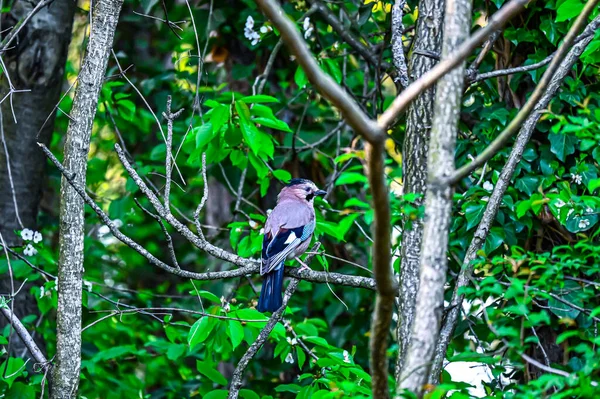 Pták Stromě — Stock fotografie