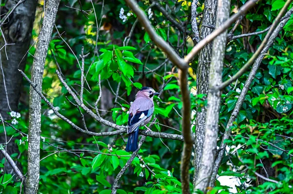 Vogel Auf Dem Baum — Stockfoto