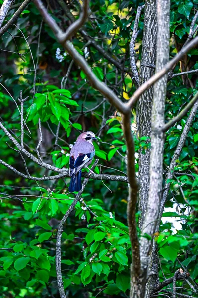 Джей Птах Гілці — стокове фото