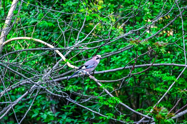 bird in the forest