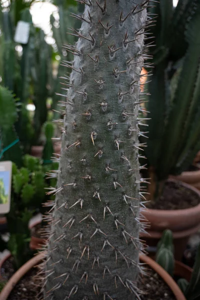 Close Cactus Pot — Stock Photo, Image