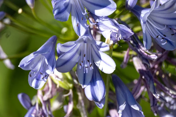 Bellissimi Fiori Giardino — Foto Stock