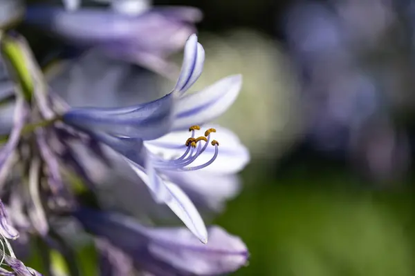 Bellissimi Fiori Giardino — Foto Stock