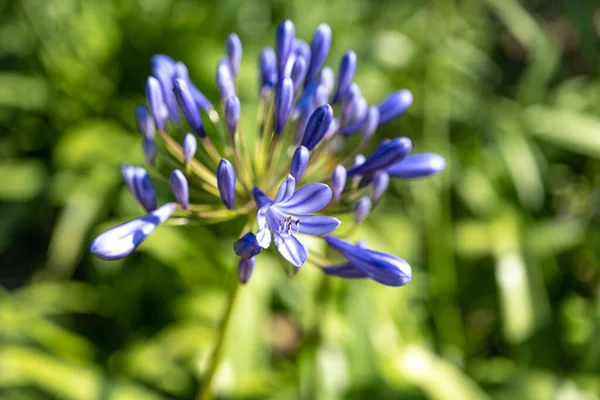 Hermosa Flor Azul Jardín —  Fotos de Stock