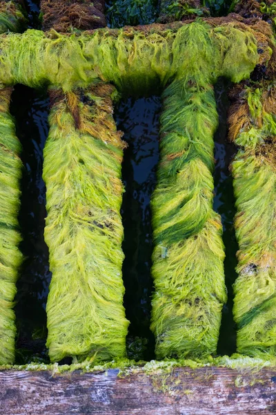 green moss on the background of the sea