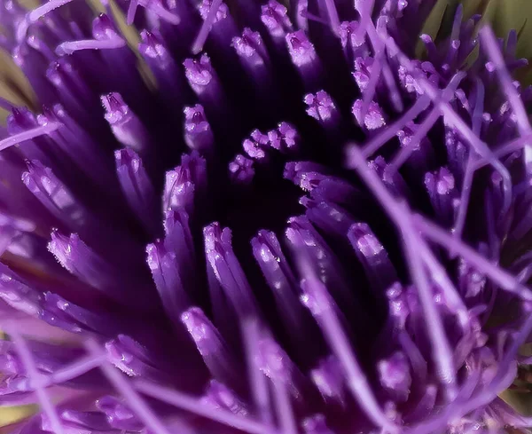 Schöne Botanische Aufnahme Natürliche Tapete — Stockfoto