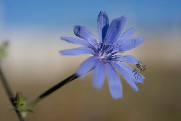 Bellissimi Fiori Giardino — Foto Stock