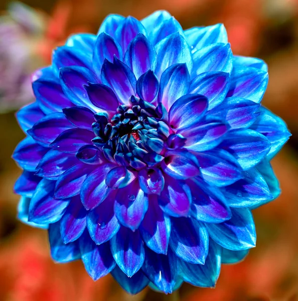 Macro Dahlia Flower — Fotografia de Stock