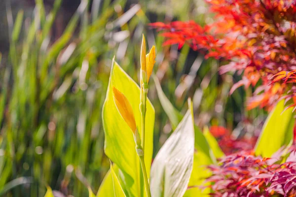 Beautiful Yellow Leaves Garden — Stock Photo, Image