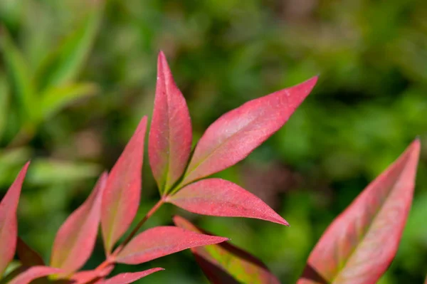 美しい植物画 自然壁紙 — ストック写真