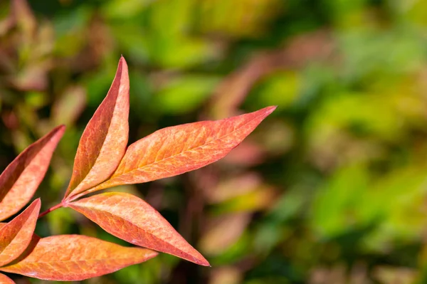 Beautiful Autumn Leaves Garden — Stock Photo, Image