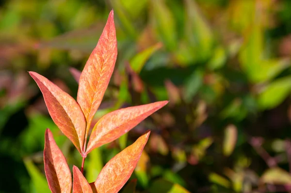 Beautiful Botanical Shot Natural Wallpaper — Stock Photo, Image