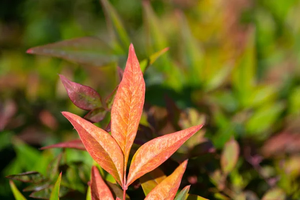 森の中の美しい紅葉 — ストック写真