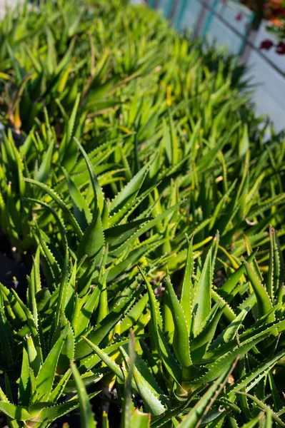 Folhas Verdes Frescas Pote — Fotografia de Stock