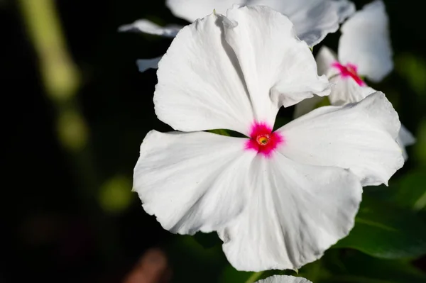 Hermosa Flor Blanca Jardín —  Fotos de Stock