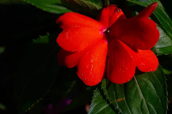 花园里美丽的红花 — 图库照片