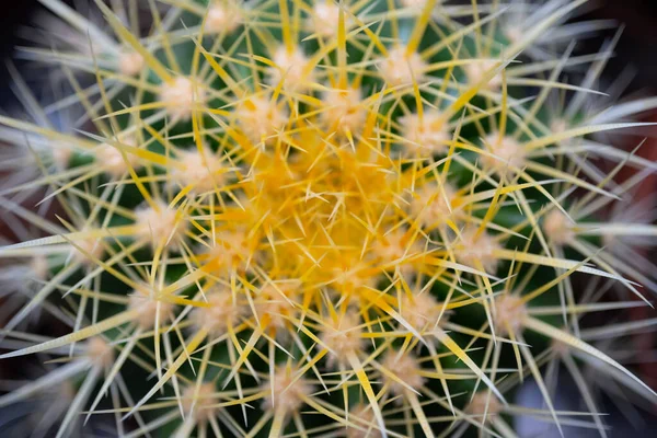 Primo Piano Cactus Una Pentola — Foto Stock