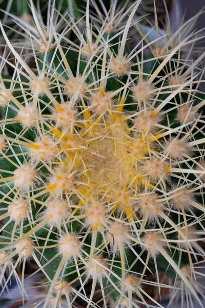 Primer Plano Del Cactus Cacerola — Foto de Stock