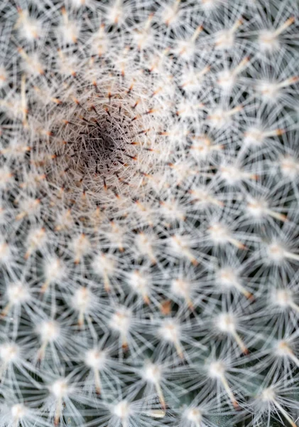 Close Van Een Cactus Tuin — Stockfoto