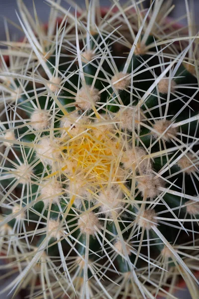 Cactus Dans Pot — Photo