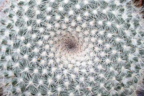 Detail Kaktusu — Stock fotografie