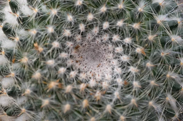 Cactus Dans Jardin — Photo