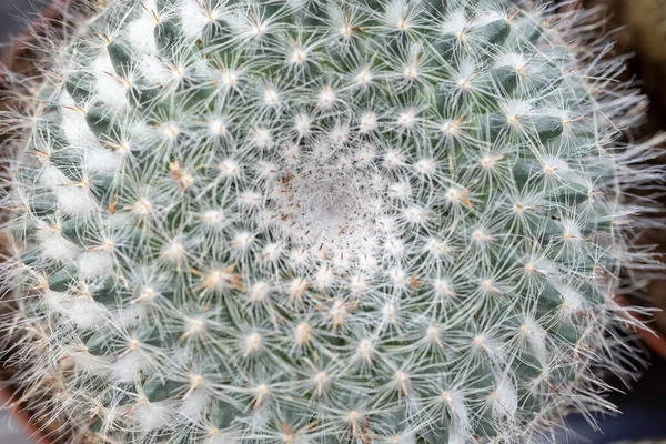 Nahaufnahme Eines Kaktus — Stockfoto