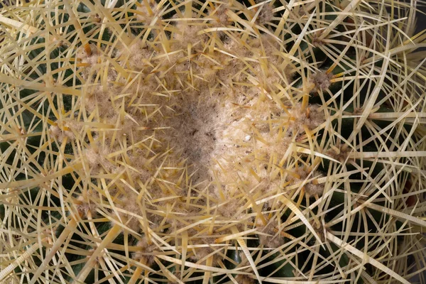 Cacto Deserto — Fotografia de Stock