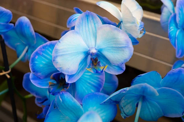 Hermosas Flores Orquídea Jardín —  Fotos de Stock