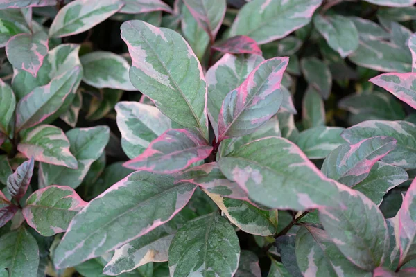 Beatiful Indoor Plant Amazing Nature — Stock fotografie