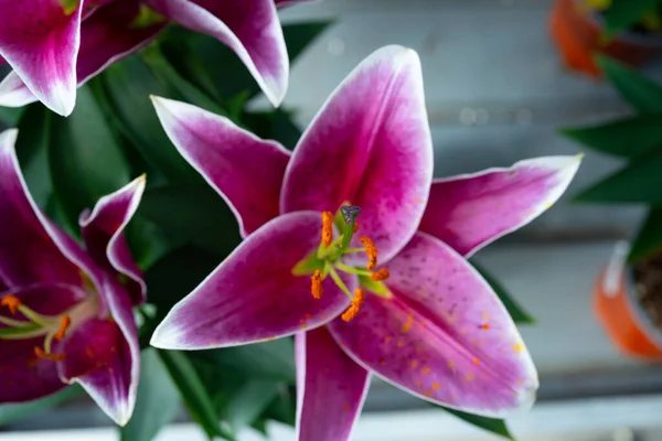 Bela Flor Orquídea Rosa Jardim — Fotografia de Stock