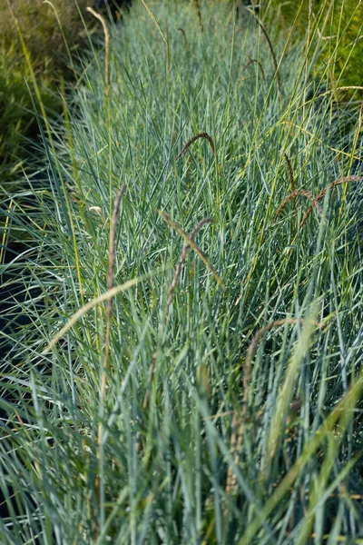 Grünes Gras Park — Stockfoto