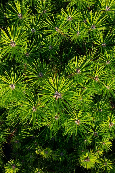 Green Spruce Branches Background Forest — Stok fotoğraf