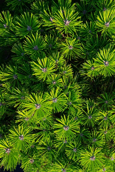 Green Spruce Branches Garden — Stock Fotó