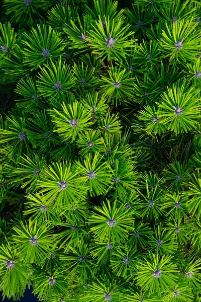 Green Leaves Flora Foliage — Stock Photo, Image