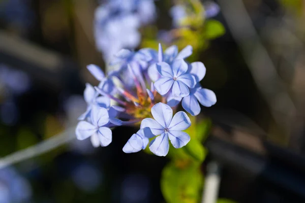 Hermosas Flores Jardín — Foto de Stock