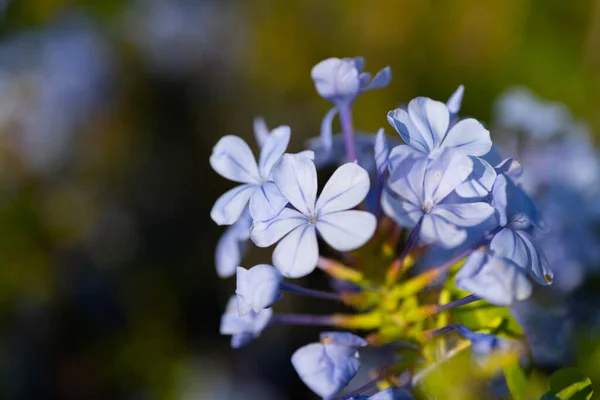 Hermosas Flores Jardín —  Fotos de Stock