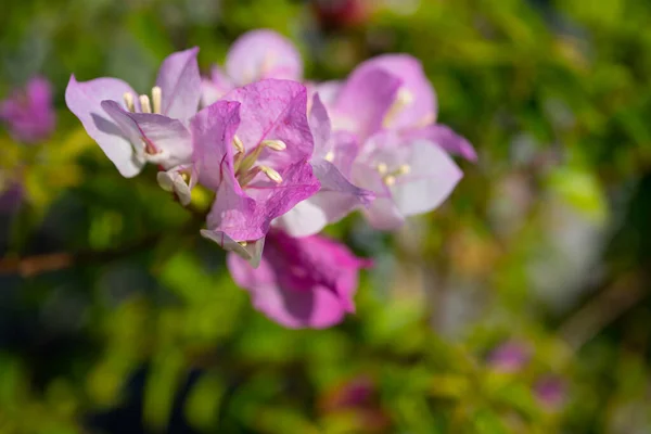 Όμορφα Ροζ Λουλούδια Στον Κήπο — Φωτογραφία Αρχείου